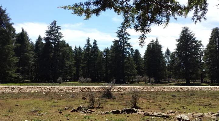 Zedern im Nationalpark Ifrane.